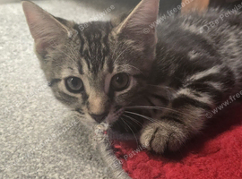 Bengal cross, male kitten