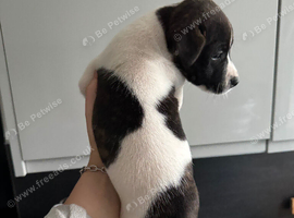 5 female Terrier X Staffy Puppys