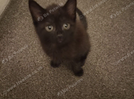 Five beautiful kittens