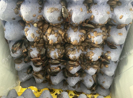 50 / 100 roaches small /medium (well fed)