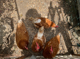 Four ex battery hens needing a new home