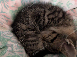 2 kittens 10 weeks old