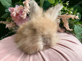 English angora two left