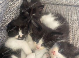 6 week old baby long hair tuxedo kittens