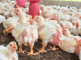 Broiler Chickens For Sale &mdash; Farm Fresh