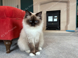 Ragdoll girl looking for new home