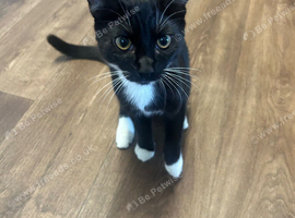 Male kitten