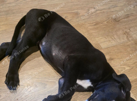 Whippet puppies