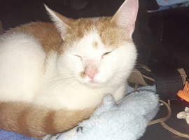 Male cat
