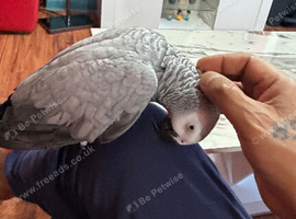 Super tame African grey parrots