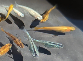 Medaka ricefish adults and eggs available