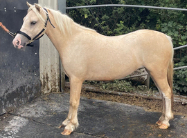 Pretty filly