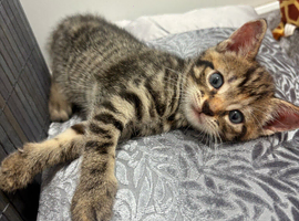 Beautiful female kitten looking for a new home