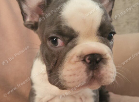 Puppies for sale
