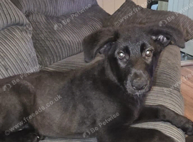 Female german shepherd
