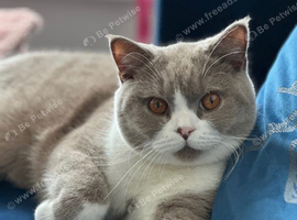 Pedigree Male British Shorthair