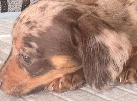 21/08/26 READY NOW Beautiful litter of Chiweenie pups Minature dachshund X Chihuahua