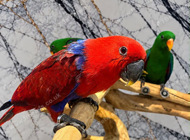 Friendly Baby HandReared Super Tame Cuddly Electus Parrot,12
