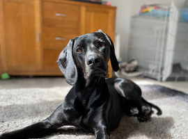 Ziggy vizsla/weimarnarner