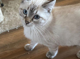 Snow bengal x ragdoll