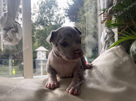 Pocket Bullyz puppy available