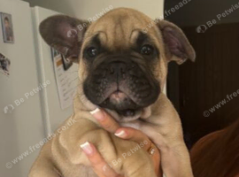 Puppy for sale