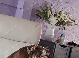 English bulldog
