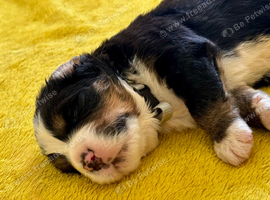 Beautiful Bernese Mountain Dog Puppies