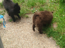 House trained chocolate Pomeranian girl and black boy  ready to leave