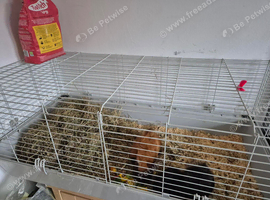 2 Guinea pigs with large in door cage (female)