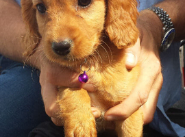 10 cocker spaniel mix patterdale