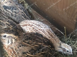 Quail