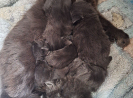6 beauthful gray fluffy kittens