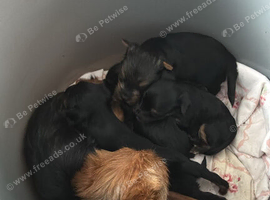 4 beautiful yorkshire miniature terrier pups