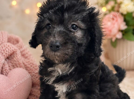 Pure silver bedlington terriers