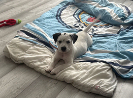 Puppy for sale
