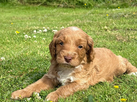 Beautiful F1 cockerpoo puppies- ready 14th July