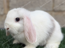 Pure breed mini lop