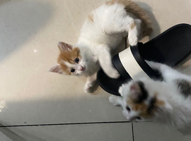 Long haired kittens 8 weeks old