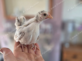 serama checks hens