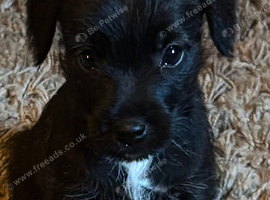 Gorgeous Jack Russell x patterdale