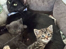 4 beautiful kittens left