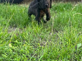 Beautiful cockerpoo puppies ready for there forever homes
