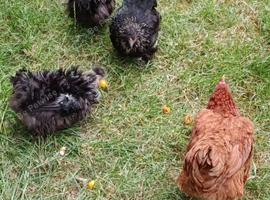 Five chickens/ hens frizzle bantams & standard size