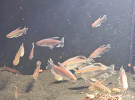 Congo tetra large group