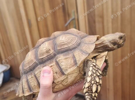 4yr old Sulcata Tortoise