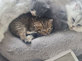Ready now, persian and persian cross