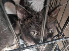 Boy kitten