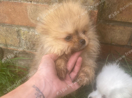 Male pomeranian