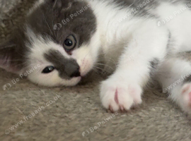 2 female kitten